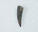Raptor Tooth - Paronychodon Characteristics #12287-1